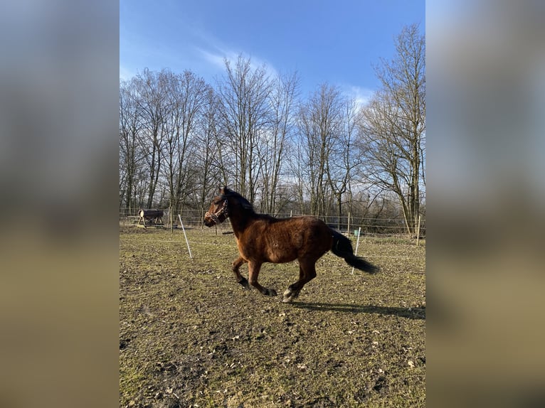 Cruzado Ruin 3 Jaar 148 cm Bruin in Pocking