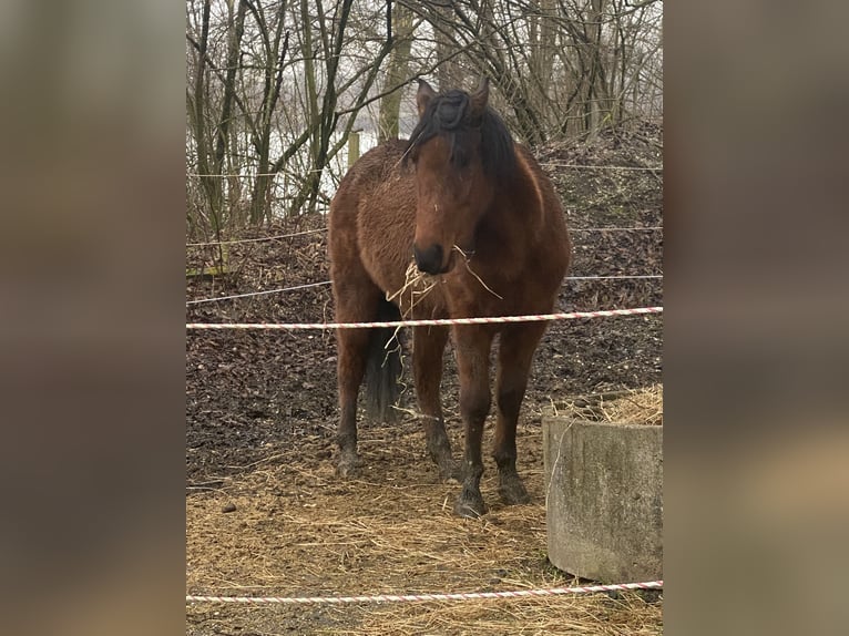 Cruzado Ruin 3 Jaar 148 cm Bruin in Pocking