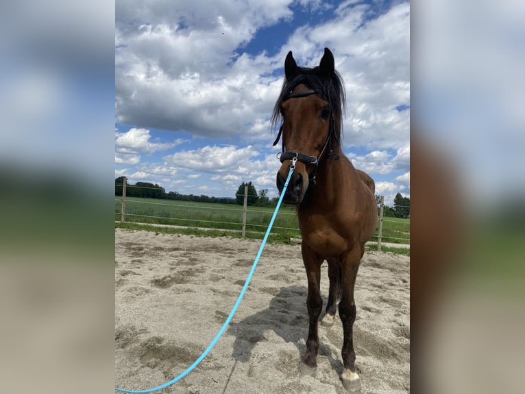 Cruzado Ruin 3 Jaar 148 cm Bruin in Pocking