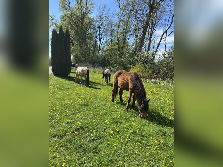 Cruzado Ruin 3 Jaar 148 cm Bruin in Pocking