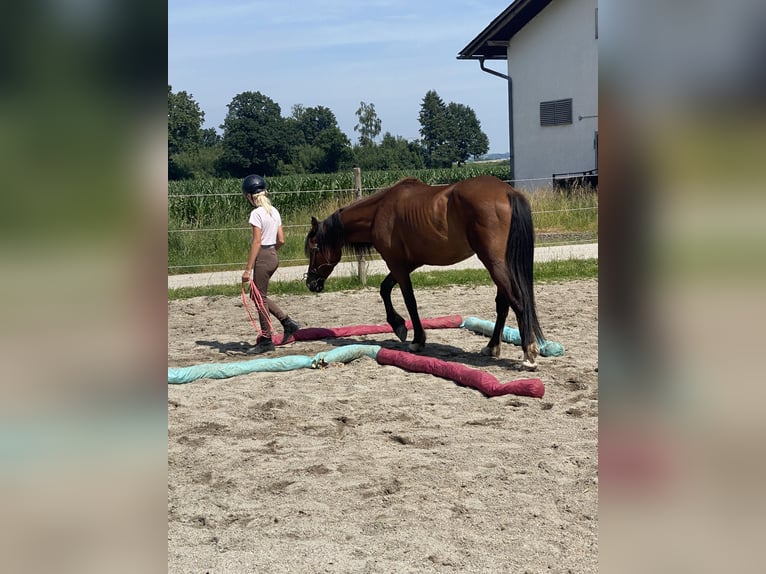 Cruzado Ruin 3 Jaar 148 cm Bruin in Pocking