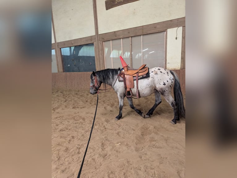 Cruzado Ruin 3 Jaar 150 cm Appaloosa in Lauterbach