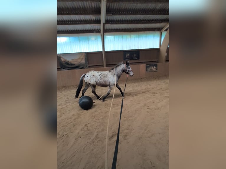 Cruzado Ruin 3 Jaar 150 cm Appaloosa in Lauterbach
