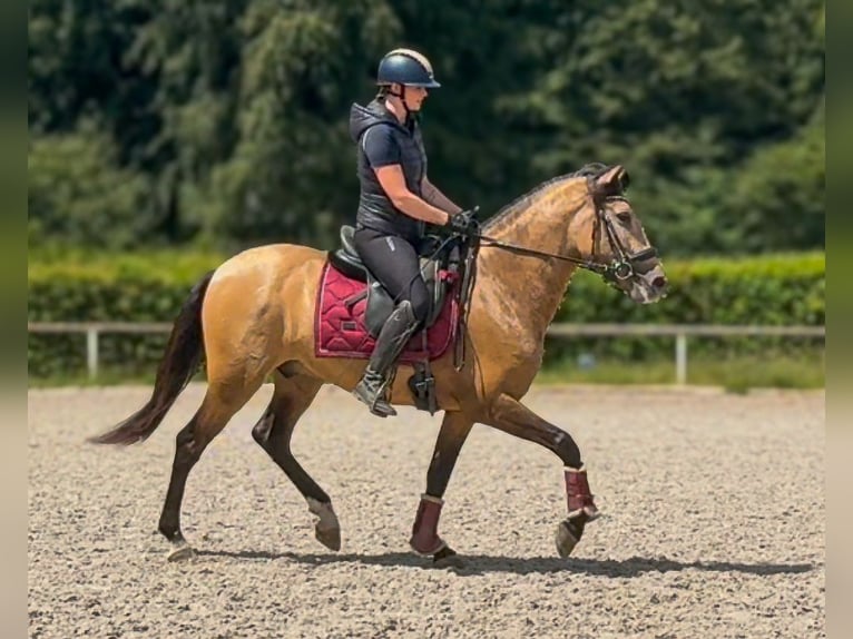 Cruzado Ruin 3 Jaar 154 cm Falbe in Neustadt (Wied)