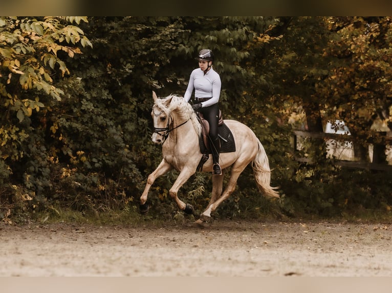 Cruzado Ruin 3 Jaar 158 cm Palomino in Windhagen