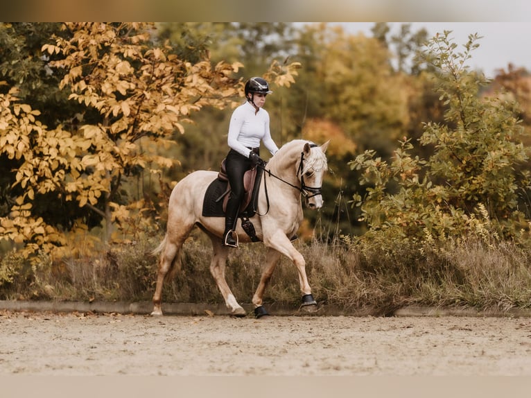 Cruzado Ruin 3 Jaar 158 cm Palomino in Windhagen