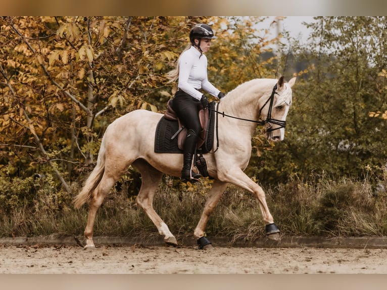 Cruzado Ruin 3 Jaar 158 cm Palomino in Windhagen