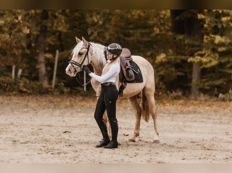 Cruzado Ruin 3 Jaar 158 cm Palomino in Windhagen