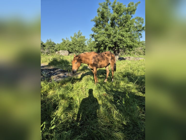 Cruzado Ruin 3 Jaar 163 cm Vos in Ortigosa Del Monte
