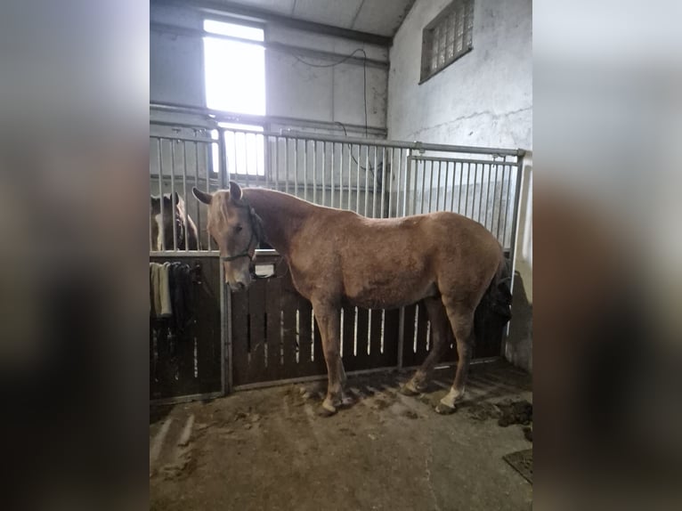 Cruzado Ruin 3 Jaar 163 cm Vos in Ortigosa Del Monte