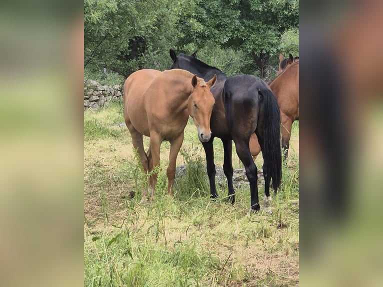 Cruzado Ruin 3 Jaar 163 cm Vos in Ortigosa Del Monte