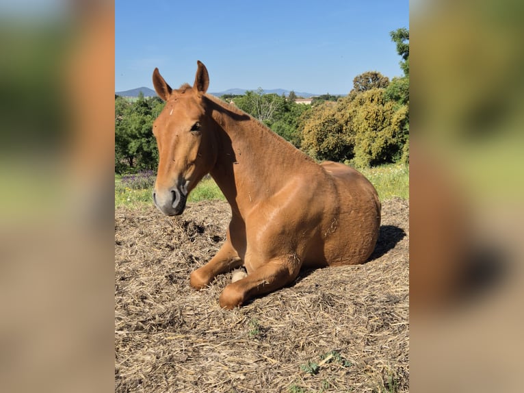 Cruzado Ruin 3 Jaar 163 cm Vos in Ortigosa Del Monte
