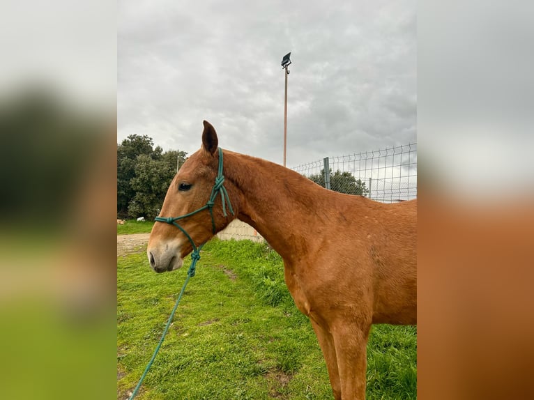 Cruzado Ruin 3 Jaar 163 cm Vos in Ortigosa Del Monte
