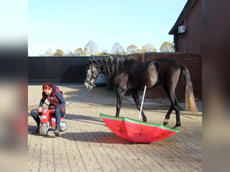 Cruzado Mix Ruin 3 Jaar 165 cm Blauwschimmel in Nettetal