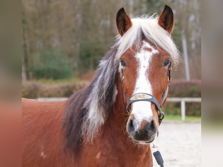 Cruzado Ruin 4 Jaar 140 cm Gevlekt-paard in Neustadt (Wied)