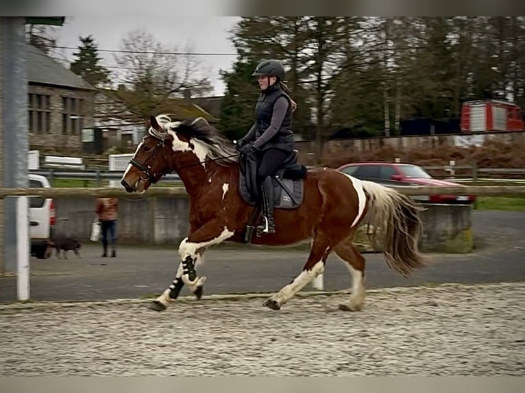 Cruzado Ruin 4 Jaar 140 cm Gevlekt-paard in Neustadt (Wied)