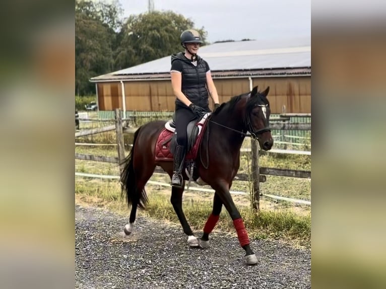 Cruzado Ruin 4 Jaar 150 cm Donkerbruin in Neustadt (Wied)