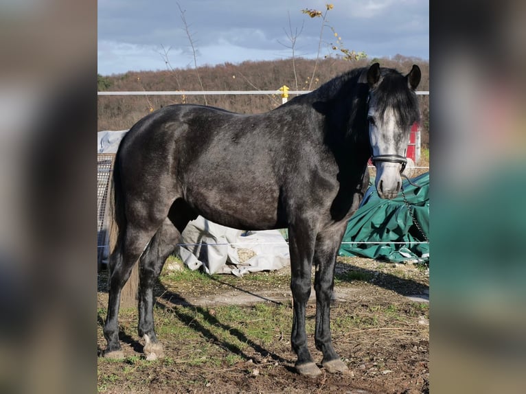 Cruzado Mix Ruin 4 Jaar 150 cm kan schimmel zijn in Galenberg