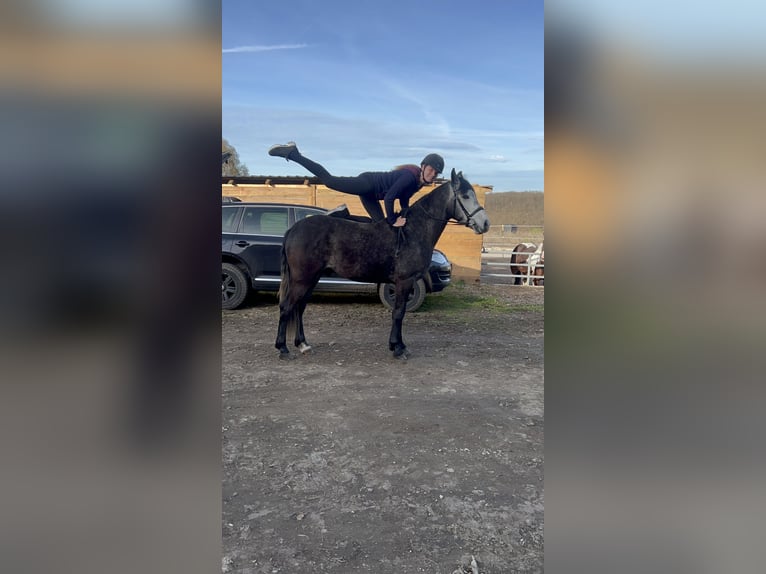 Cruzado Mix Ruin 4 Jaar 152 cm kan schimmel zijn in Galenberg