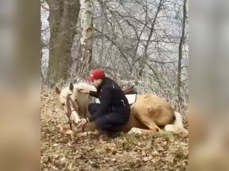 Cruzado Ruin 4 Jaar 153 cm Palomino in Altusried