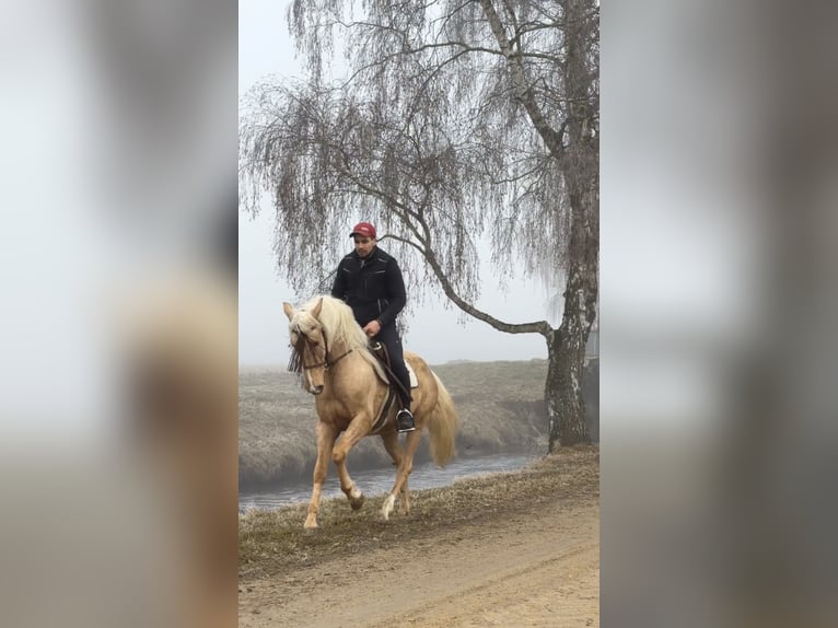 Cruzado Ruin 4 Jaar 155 cm Palomino in Achstetten