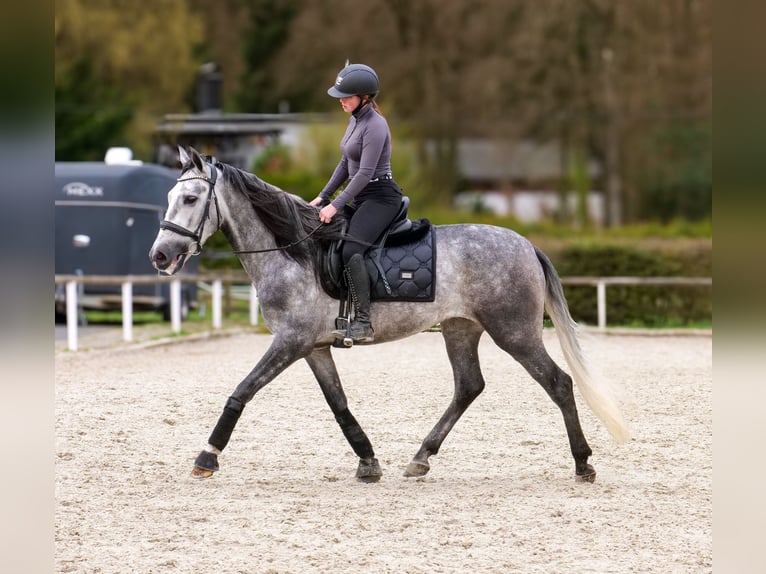 Cruzado Ruin 4 Jaar 158 cm Schimmel in Neustadt (Wied)