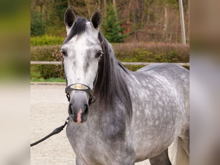 Cruzado Ruin 4 Jaar 158 cm Schimmel in Neustadt (Wied)