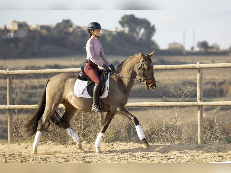 Cruzado Ruin 4 Jaar 160 cm Bruin in Subirats