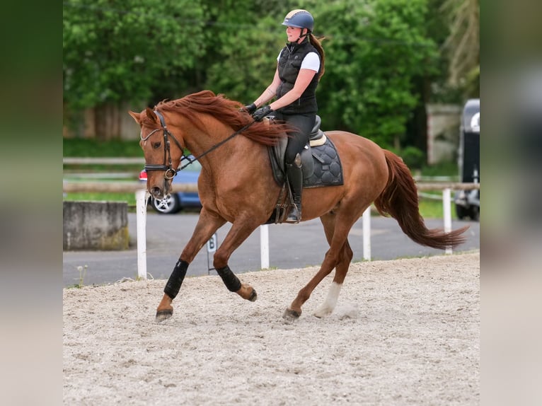 Cruzado Ruin 4 Jaar 163 cm Donkere-vos in Neustadt (Wied)