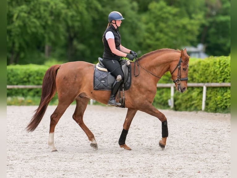 Cruzado Ruin 4 Jaar 163 cm Donkere-vos in Neustadt (Wied)