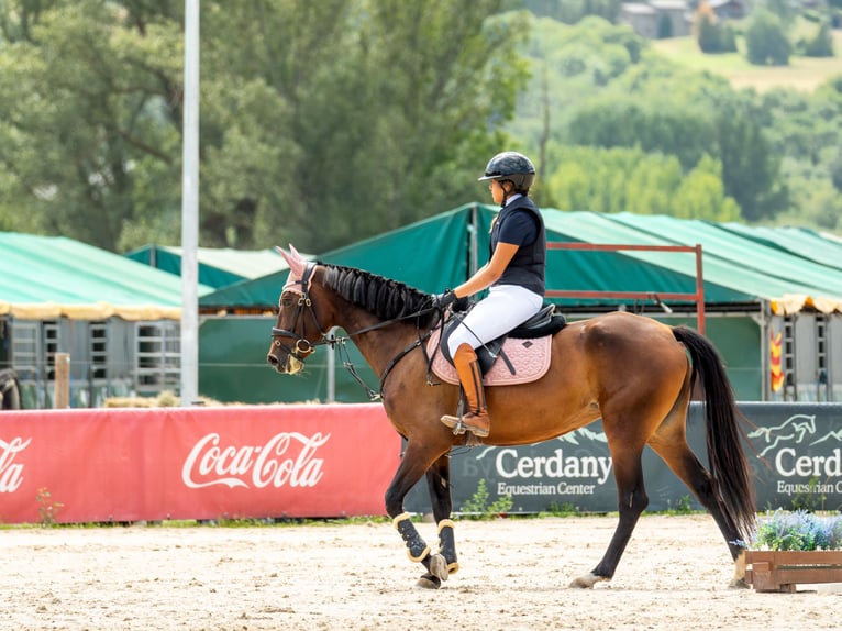 Cruzado Ruin 4 Jaar 163 cm  in SitgesSitges