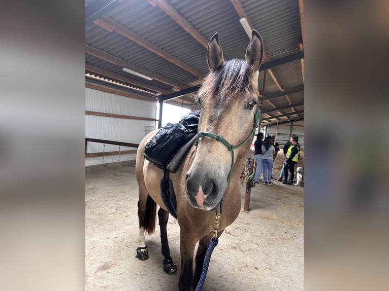 Cruzado Ruin 4 Jaar 166 cm Buckskin in Lippetal