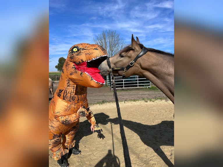 Cruzado Ruin 4 Jaar 166 cm Buckskin in Lippetal