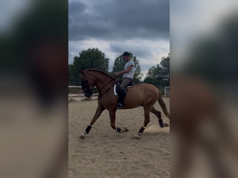 Cruzado Ruin 4 Jaar 167 cm Vos in Ribesalbes