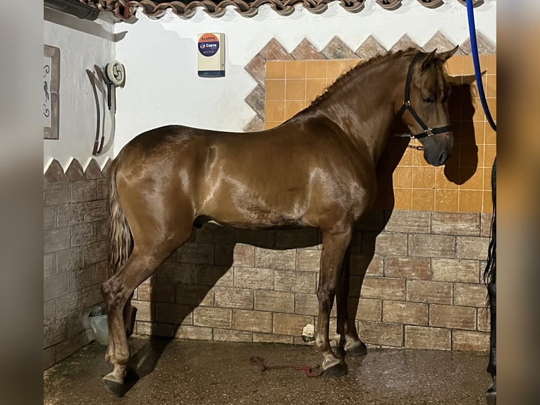Cruzado Ruin 4 Jaar 167 cm Vos in Ribesalbes