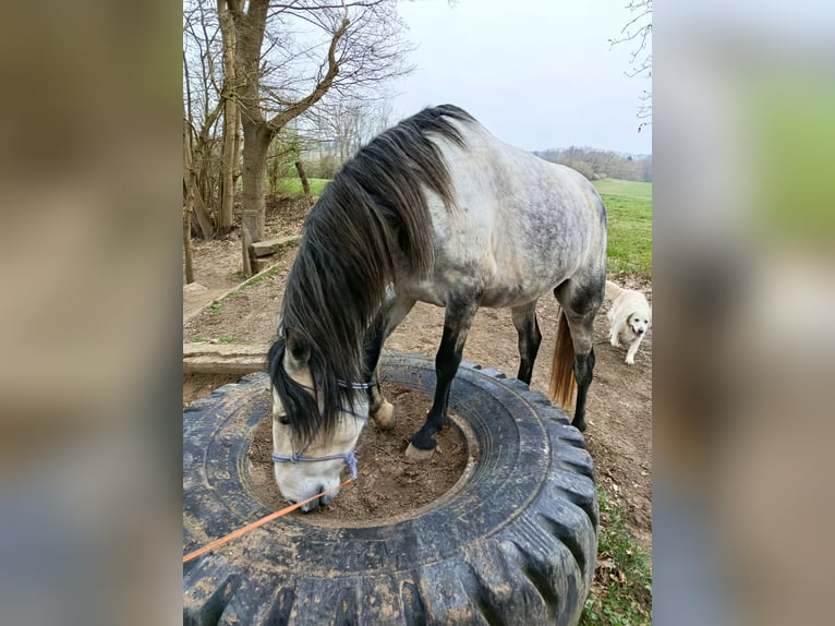 Cruzado Ruin 5 Jaar 150 cm Appelschimmel in Wismar