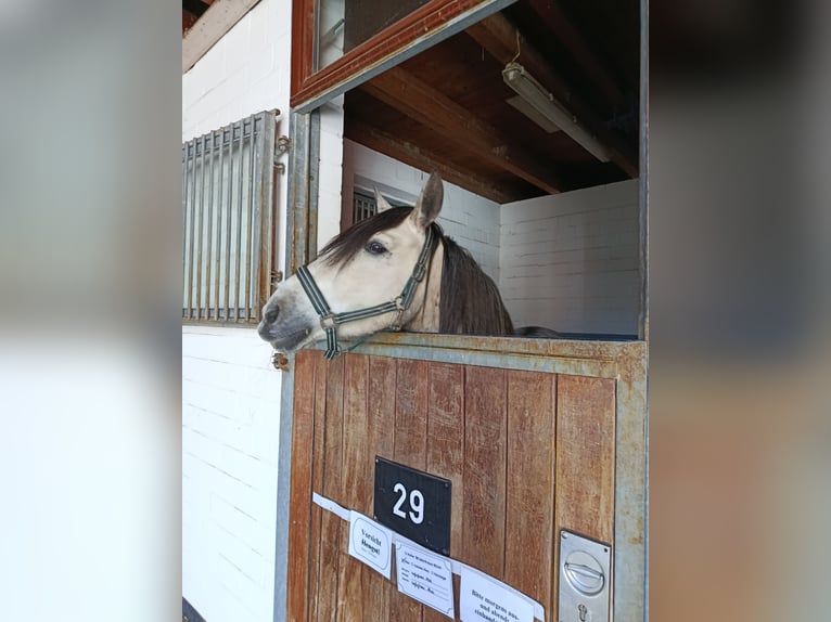 Cruzado Ruin 5 Jaar 150 cm Appelschimmel in Wismar