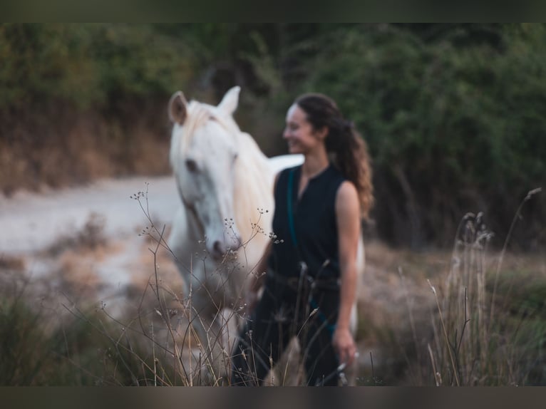 Cruzado Ruin 5 Jaar 156 cm Champagne in Friedrichshafen