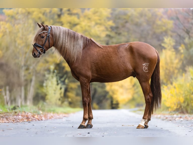 Cruzado Ruin 5 Jaar 157 cm Vos in Windhagen