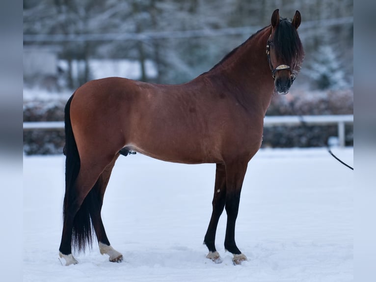 Cruzado Ruin 5 Jaar 158 cm Bruin in Neustadt (Wied)