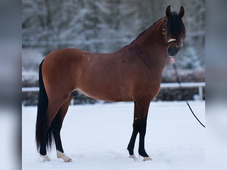 Cruzado Ruin 5 Jaar 158 cm Bruin in Neustadt (Wied)