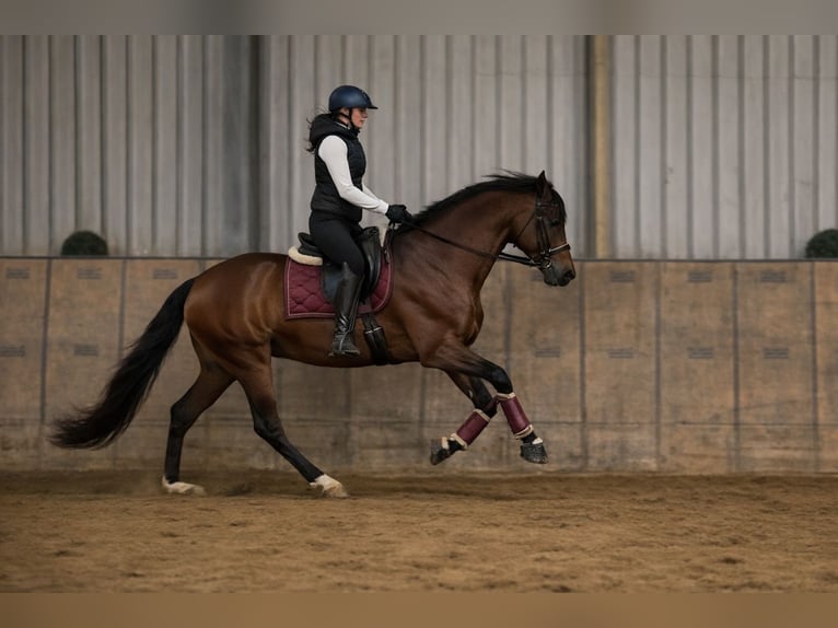 Cruzado Ruin 5 Jaar 158 cm Bruin in Neustadt (Wied)