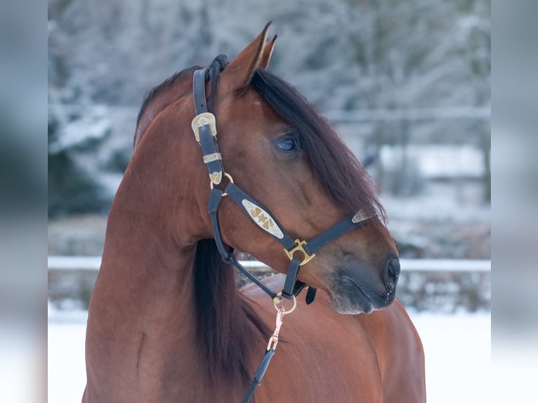 Cruzado Ruin 5 Jaar 158 cm Bruin in Neustadt (Wied)