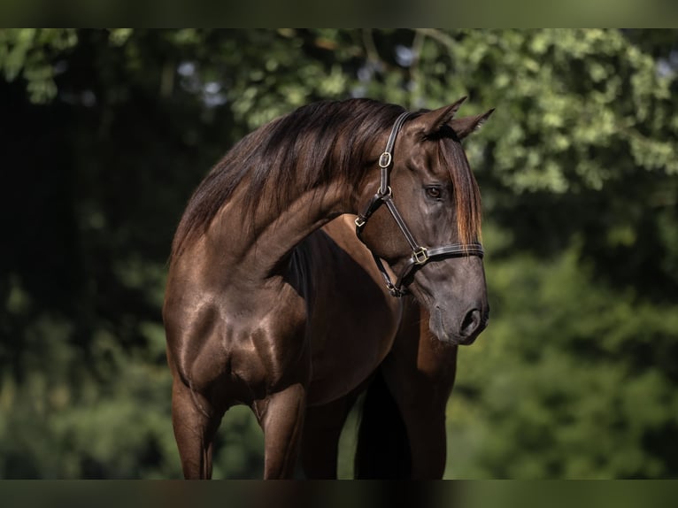 Cruzado Ruin 5 Jaar 160 cm Bruin in Windhagen