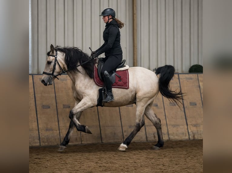 Cruzado Ruin 5 Jaar 162 cm Falbe in Neustadt (Wied)