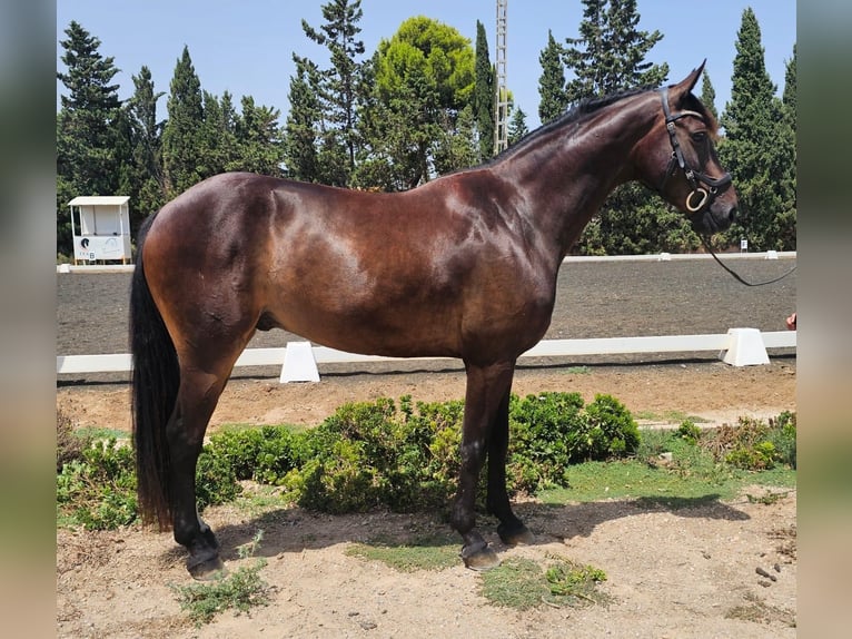 Cruzado Ruin 5 Jaar 163 cm Bruin in San Javier