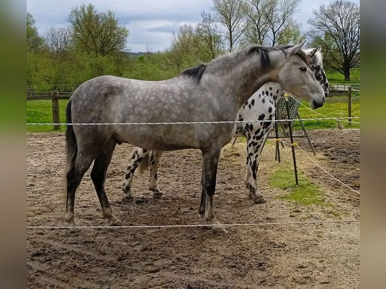 Cruzado Ruin 5 Jaar 165 cm  in Bělá nad Radbuzou