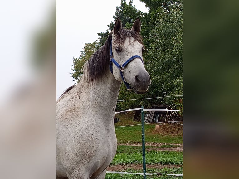 Cruzado Ruin 5 Jaar 165 cm  in Bělá nad Radbuzou