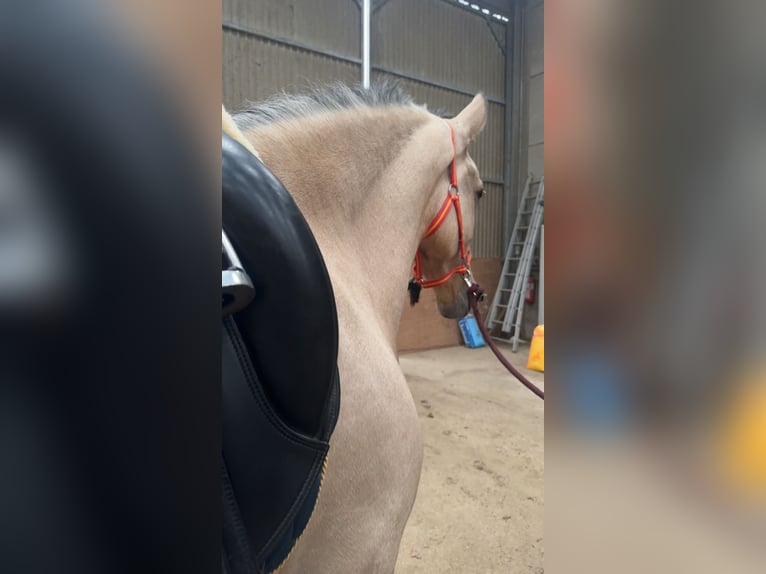 Cruzado Ruin 5 Jaar 165 cm Falbe in Roeser