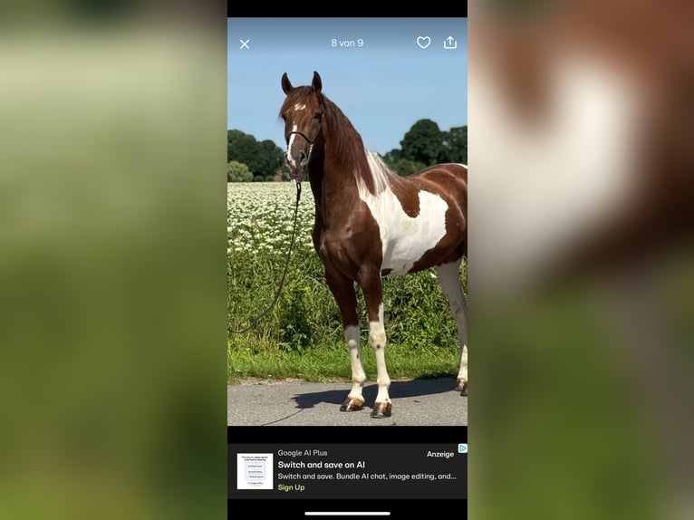 Cruzado Ruin 5 Jaar 165 cm Gevlekt-paard in Natternbach